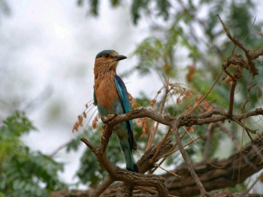 Environmental lovers claim to own 3 species of birds in Carshed area | कारशेड परिसरात २१ प्रजातींच्या पक्ष्यांचा अधिवास, पर्यावरणप्रेमींचा दावा