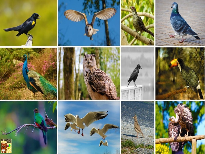 Bird Week : Online bird show | पक्षी सप्ताह : ऑनलाईन पक्षी प्रदर्शन