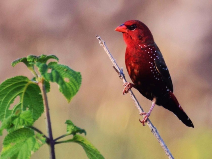 394 birds of 124 species found in Thane, first found 'Forest Waglet' and 'Lawnes Sunbird' | ठाण्यात आढळले १२४ जातींचे ३९५२ पक्षी, प्रथमच आढळले ‘फॉरेस्ट वॅगटेल’ व ‘लोटेन्स सनबर्ड’