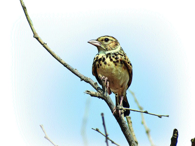 Migratory birds Junnar; Feast of birds for the birds | स्थलांंतरित पक्ष्यांची जुन्नरसफर; पक्षीप्रेमींसाठी पर्वणी