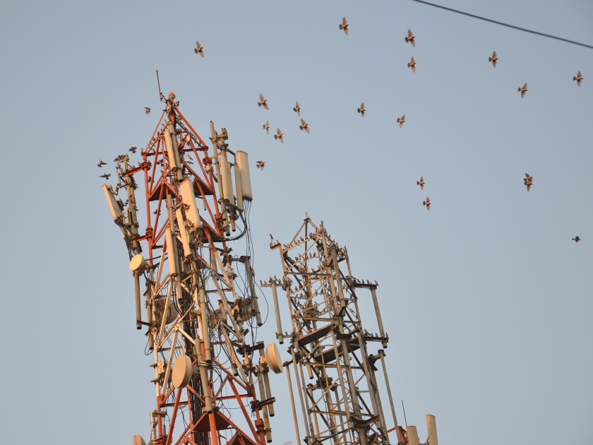 Mobile towers have become a habit of birds; All stays with foreign buyers are comfortable | मोबाईल टॉवर झाले आता पक्ष्यांच्या सवयीचे; परदेशी बोरड्यासह सर्वच स्थिरावतात आरामात