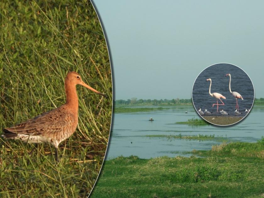 Central Asian flyway 112 waterfowl species recorded from 6 wetlands in Maharashtra | मध्य आशियाई उड्डाण मार्ग : महाराष्ट्रातील ६ पाणथळ प्रदेशातून ११२ जलपक्षी प्रजातींची नोंद
