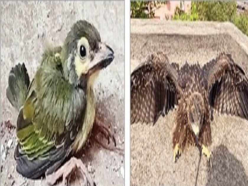 temperature of mumbai has been recorded 39 degree celsius birds are also suffering from the increasing heat stroke | तुम्ही एसी मध्ये, पशुपक्ष्यांनी जायचे कुठे? पॉज संस्थेकडून उपचार 