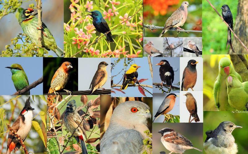 Bird Week celebrated between 5 to 12 november in state | का साजरा केला जातो 'हा' आठवडा 'पक्षी सप्ताह' म्हणून... जाणून घ्या!