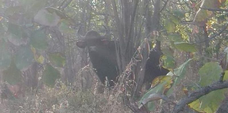 Bison found Gyanganga Sanctuary of Buldhana District | ज्ञानगंगा अभयारण्यामध्ये प्रथमच रानगव्याचे दर्शन