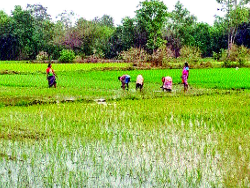 Summer rice cultivation in Vikramgarh is complete | विक्रमगडमध्ये उन्हाळी भात लागवड पूर्ण