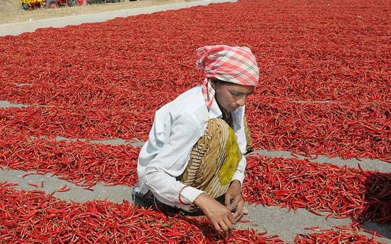 Hundreds of workers from Gadchiroli who have gone to chilli picking are stuck in Telangana | मिरची तोडण्यासाठी गेलेले गडचिरोलीतील शेकडो मजूर अडकले तेलंगणात