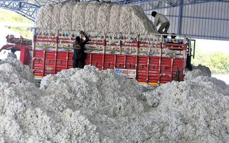 Fraud in CCI's cotton procurement | ‘सीसीआय’च्या कापूस खरेदीत हेराफेरी