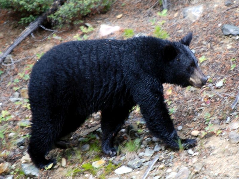 Farmers injured in bear attack in Dongar Kathora | डोंगरकठोरा येथे अस्वलाच्या हल्ल्यात शेतकरी जखमी
