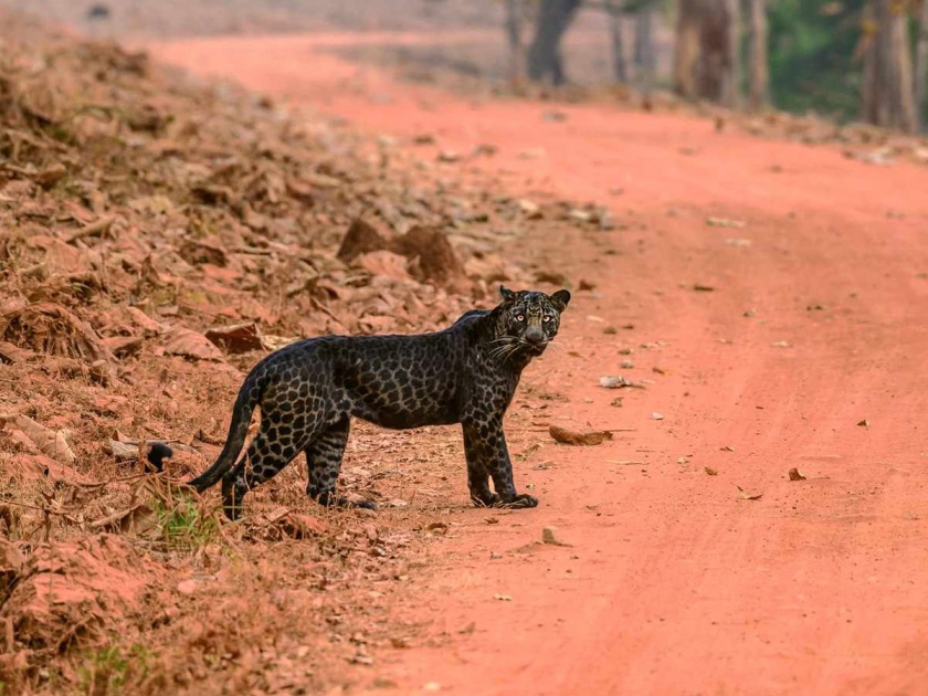 A black leopard was seen in Amboli; The distinct identity of Amboli in the entire Western Ghats still survives today | सह्याद्रीमध्ये ब्लॅक पँथर! आंबोलीत पुन्हा काळ्या रंगाचा बिबट्या दिसला