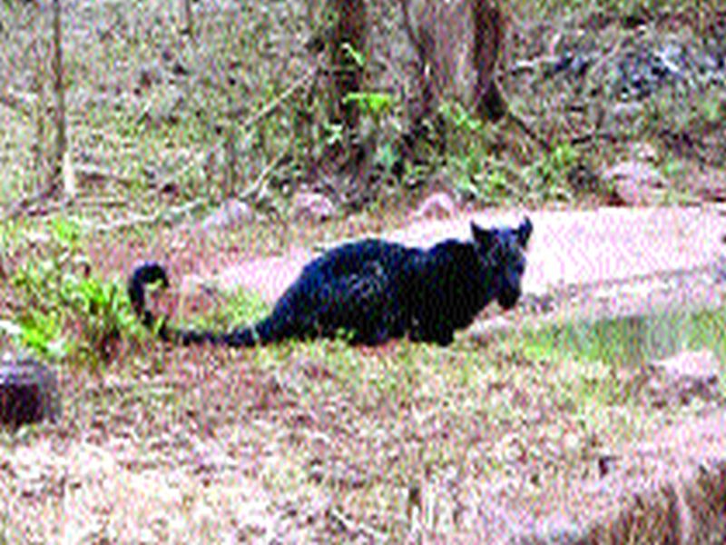 Tadoba saw black leopard! | ताडोबात दिसला काळा बिबटा!