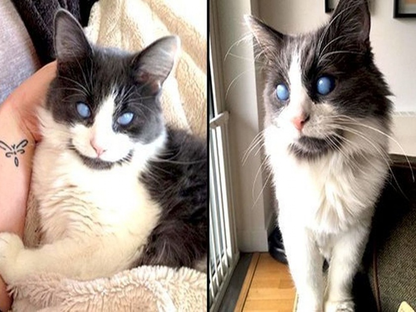 Meet the louie blind cat which is famous in Instagram | हा बोका बघू शकत नाही, पण त्याच्या डोळ्यांनीच सर्वांना केलंय घायाळ!