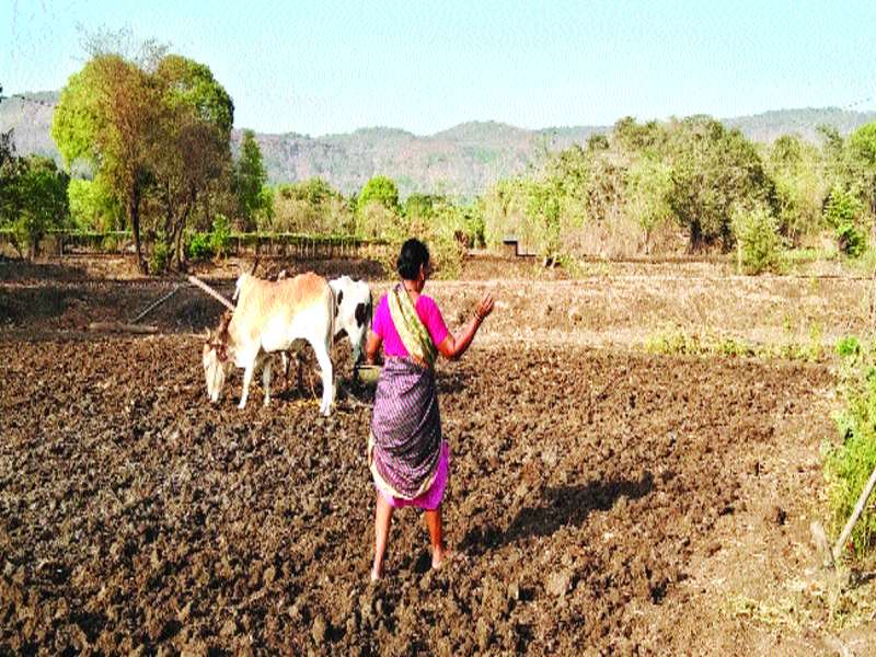 Complete the sowing of rice in 25 hectare area of the district | जिल्ह्यातील २५ हेक्टर क्षेत्रावर भात पेरणी पूर्ण
