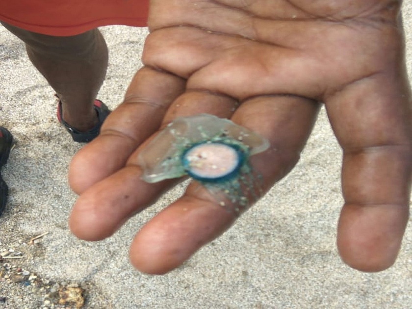 Blue button jelly fish came to Mumbai's Girgaum Chowpatty | गिरगाव चौपाटीवर आले ब्ल्यू बटण जेली फिश, पर्यटकांमध्ये घबराट