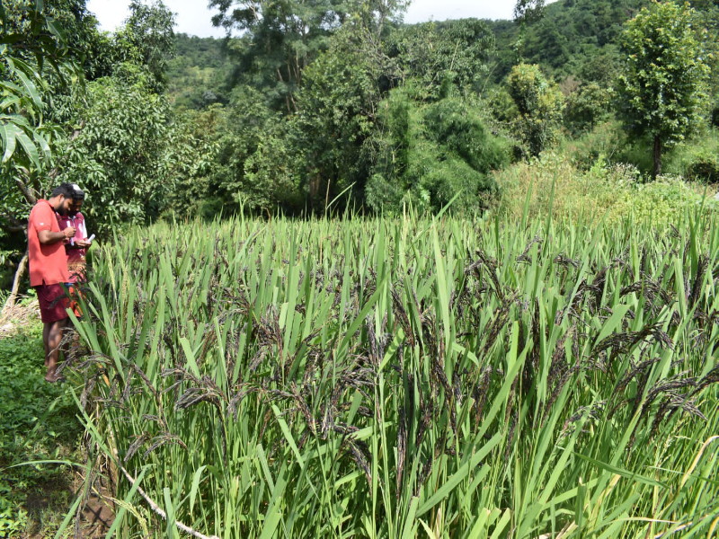 New rice is being grown in ambegaon taluka | पुणे जिल्ह्यात पिकतोय हार्ट अटॅक पासून वाचवणारा 'निळाकाळा भात'