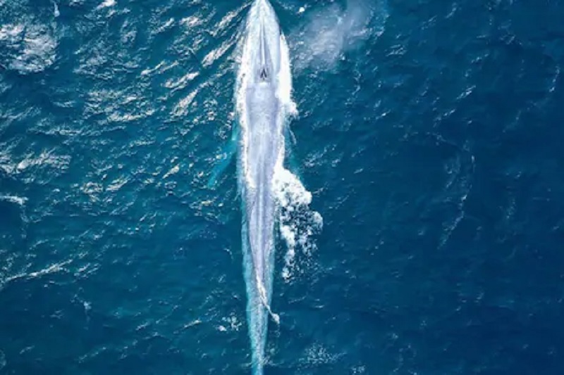 photographer sean captures blue whale possibly only third time in 100 years | १०० वर्षांत तिसऱ्यांदा कॅमेऱ्यात कैद झाला 'ब्लू व्हेल', ८२ फूट लांब अन् एक लाख किलो वजन असल्याचा दावा 