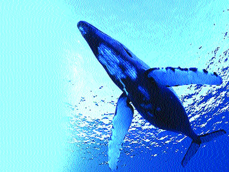 Blue whales are mostly on the right hand tendency of fish | ब्लू व्हेल मासे बहुतेक आहेत उजवा हात प्रवृत्तीचे