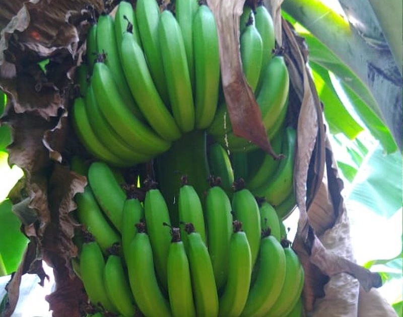 Khamgaon: Banana growers do not solve problems! | खामगाव: केळी उत्पादकांचा प्रश्न सुटेना!