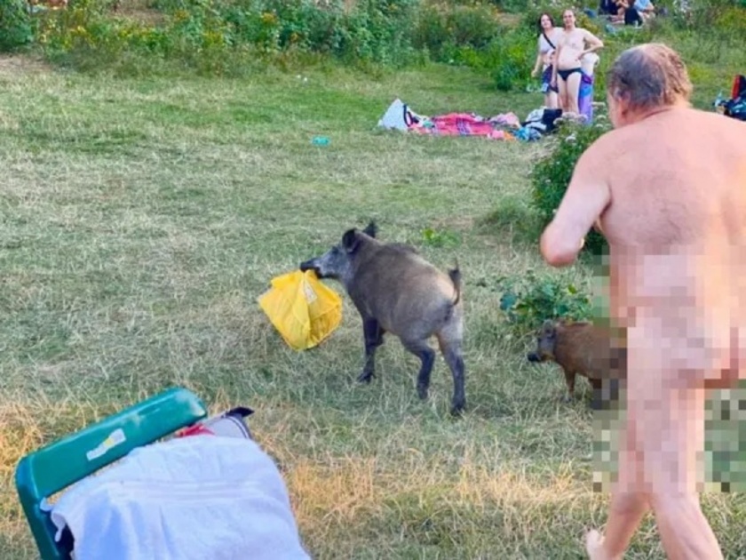 Naked man chases wild boar after it steals his laptop, photos go viral | बोंबला! डुक्करामुळे तो विवस्त्र धावत सुटला, जाणून घ्या व्हायरल फोटोची गंमत...