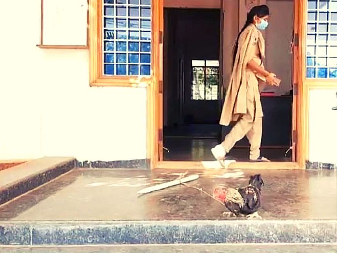 Telangana Jagtial district cock is locked in police station in case of murder | विचित्र घटना!: खून प्रकरणात पोलिसांनी 'कोंबड्याला' पकडलं; आता न्यायालयासमोर करणार हजर!