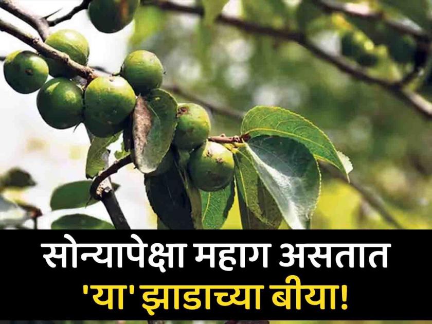 Fruit of bodhichitta tree is more expensive than gold | 'या' झाडाचं फळ सोन्यापेक्षाही महाग, जाणून घ्या यामागचं कारण...
