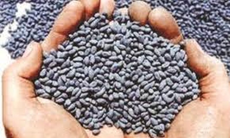 Bogus seeds increase farmer confusion! | बोगस बियाण्यावरून शेतकऱ्यांमध्ये वाढला संभ्रम!