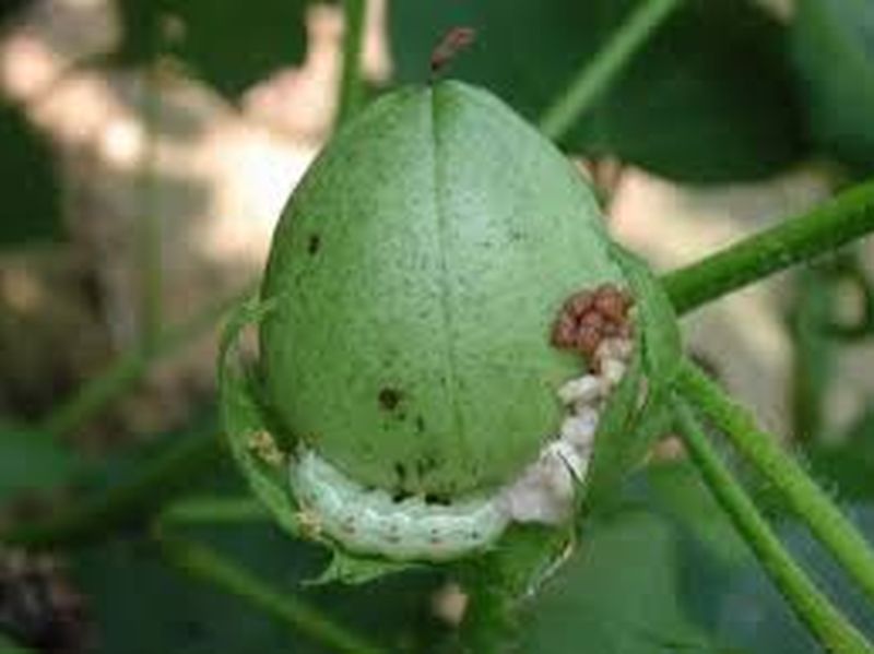 Bollworm's outbreak escalates on cotton! | कपाशीवर बोंडअळीचा प्रकोप वाढला!