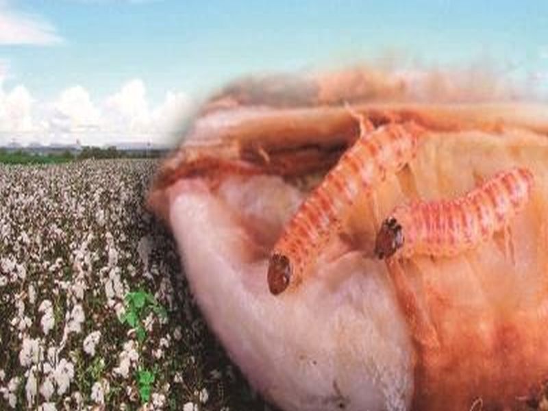 Yavatmal will deduce the cotton growers' conference on December 7, and the pink bollworm crisis | यवतमाळ ७ डिसेंबरला कापूस उत्पादकांची परिषद, गुलाबी बोंडअळीच्या संकटावर काढणार उतारा
