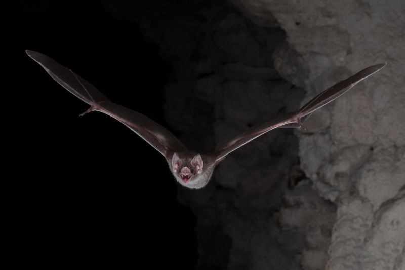 To claim on Bat bird for corona is dangerous | साथीच्या आजारांचे खापर वटवाघुळांवर फोडणे धोकादायक