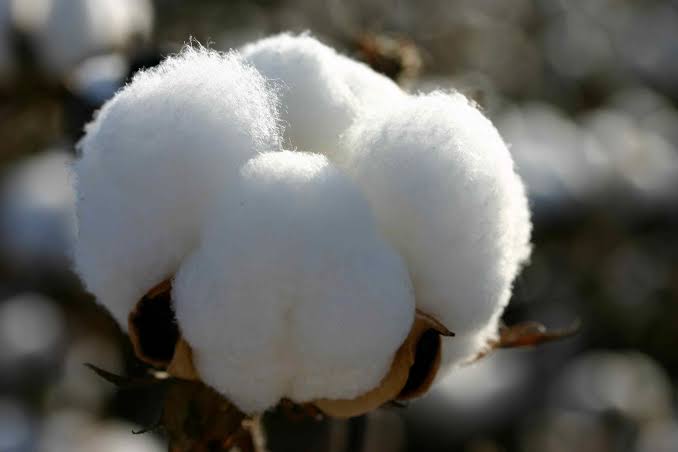 Launch of cotton purchase at Khetia Market Committee | खेतिया बाजार समितीत कापूस खरेदी शुभारंभ
