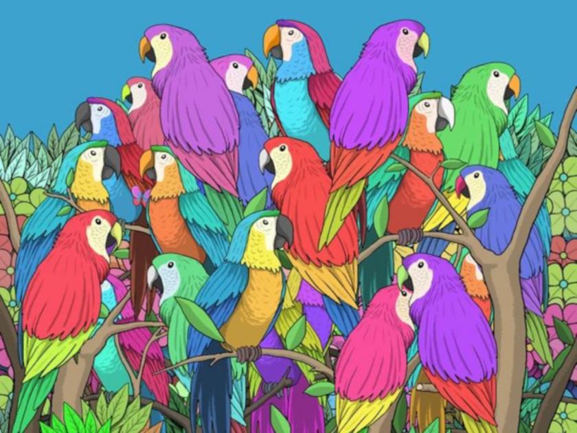 Optical Illusion: Find out butterfly hidden between parrots within 7 seconds | रंगीबेरंगी पोपटांमध्ये लपलं आहे एक फुलपाखरू, 7 सेकंदात शोधून दाखवा!