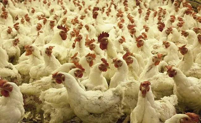 Lokmat Editorial - The Second Crisis of Bird Flu | लोकमत संपादकीय - बर्ड फ्लूचे दुसरे संकट