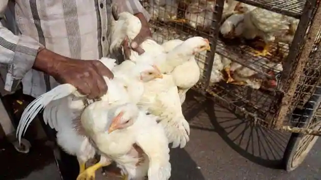 Delhi becomes tenth bird flu state; Processed chicken, ban on live stock | दिल्ली बनले बर्ड फ्लूचे दहावे राज्य; प्रोसेस्ड चिकन, लाइव्ह स्टॉकवर बंदी