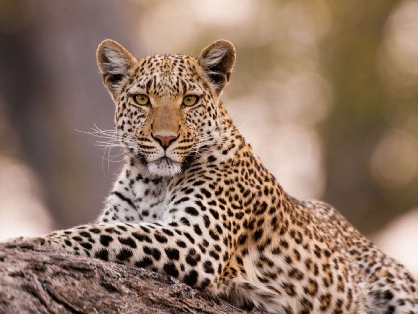 Leopard numbers increased outside the forest; A record of 2800 in the state | जंगलाबाहेर बिबट्याची संख्या वाढली; राज्यात २८०० ची नोंद