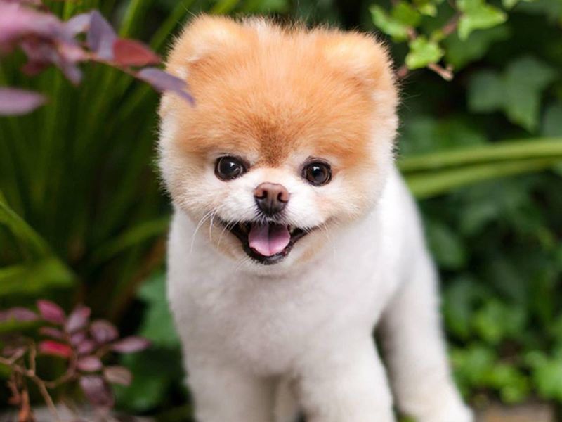 Worlds cutest dog boo dies of heartbreak | मित्राच्या मृत्यूने दुखावलेल्या जगातल्या सर्वात Cute कुत्र्याचा मृत्यू!
