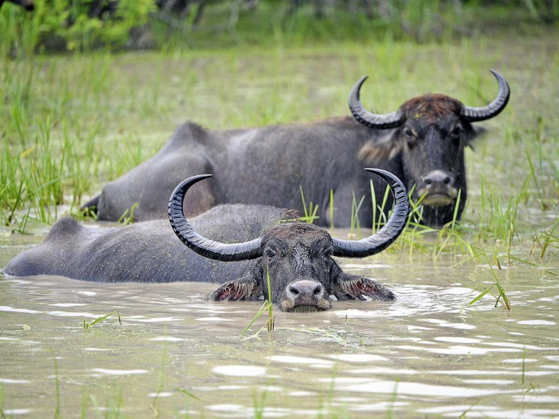 Dispute over watering buffalo in mulshi ; One was death by firing | मुळशी हादरले! म्हशीला पाणी पाजण्यावरून झाला वाद; गोळीबार करत घेतला एकाचा जीव