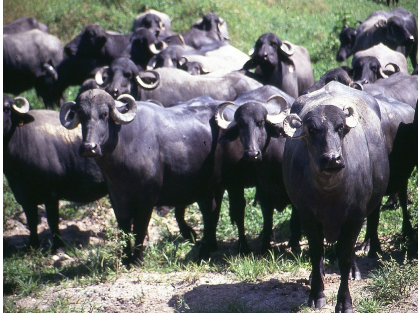 Large demand for milch buffalo in animal market; The price of Jafarabadi is one and a half to one and a half lakhs | जनावरांचा बाजारात दुभत्या म्हशीला मोठी मागणी; जाफराबादीचा भाव सव्वा ते दीड लाख