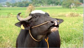 Due to diarrheal disease, the health of 10 cattle animals is in danger | घटसर्प आजारामुळे १० गावांतील जनावरांचे आरोग्य धोक्यात
