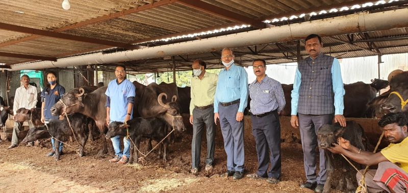Successful experiment of female Buffalo breeding in Akola | म्हैस हवी की रेडा.....अकोल्यात मादी रेडके पैदाशीचा यशस्वी प्रयोग