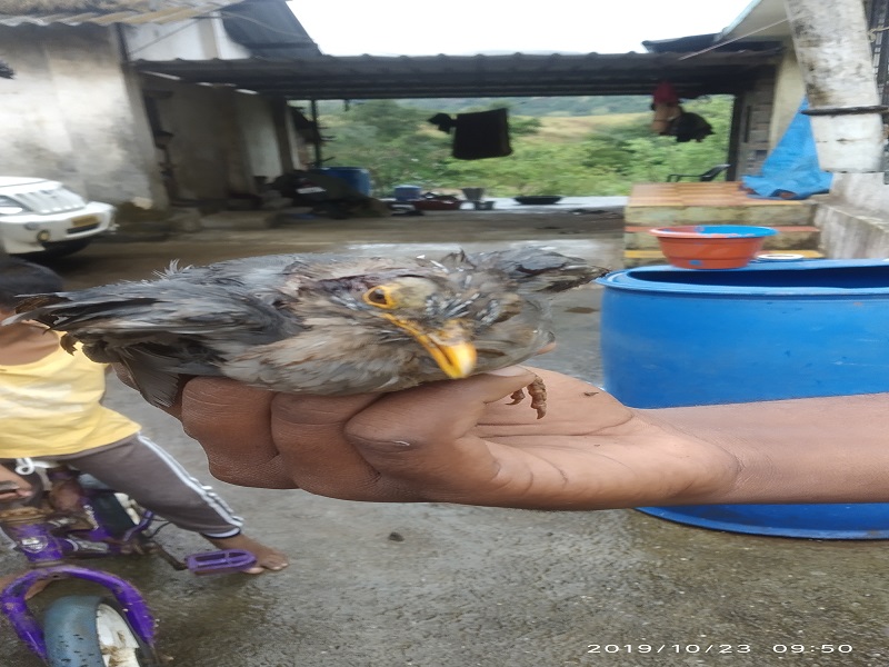 Lives for an injured bulbul bird | जखमी बुलबुल पक्ष्याला जीवदान