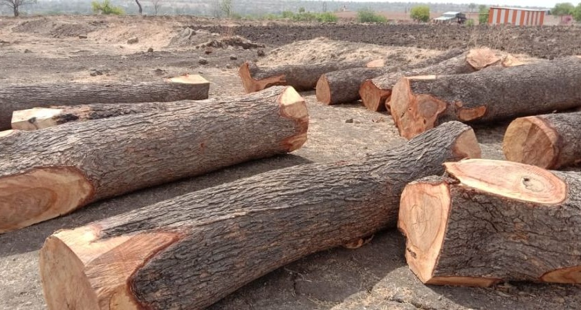 Forest department take action against illegal tree cutting | अवैध वृक्ष तोडीवर कारवाईसाठी वनविभागाला सापडला मुहुर्त  