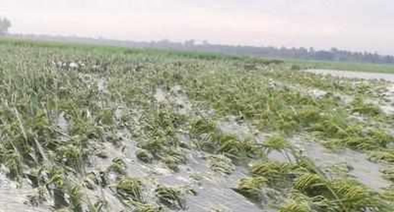 Buldana district's crop loss figures in bouquets | बुलडाणा जिल्ह्याचा पीक नुकसानाचा आकडा गुलदस्त्यात 