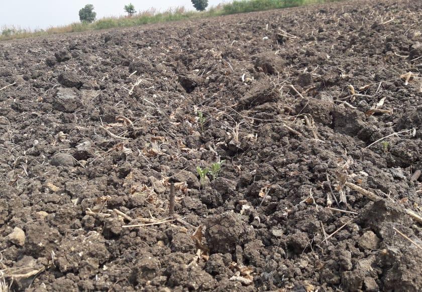 The sown did not grow; rabi sowing percentage dropped in Buldana district | पेरलेले उगवलेच नाही;  बुलडाणा जिल्ह्यात रब्बी पेरणीचा टक्का वाढेना 