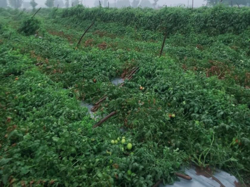 Damage to vegetables due to storm, rain | वादळ, पावसामुळे भाजीपाल्याचे नुकसान; टोमॅटोचा प्लॉट जमीनदोस्त