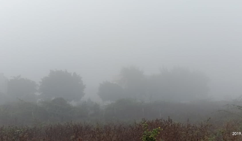 Fog may prove dangerous to Crops in Buldhana | पिकांवर आर्द्रतायुक्त धुक्याचे संकट!