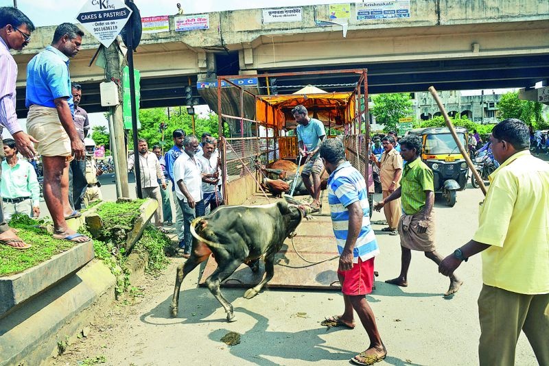 Team juggling while catching bull in Nagpur | नागपुरात  सांड पकडताना पथकाची कसरत 