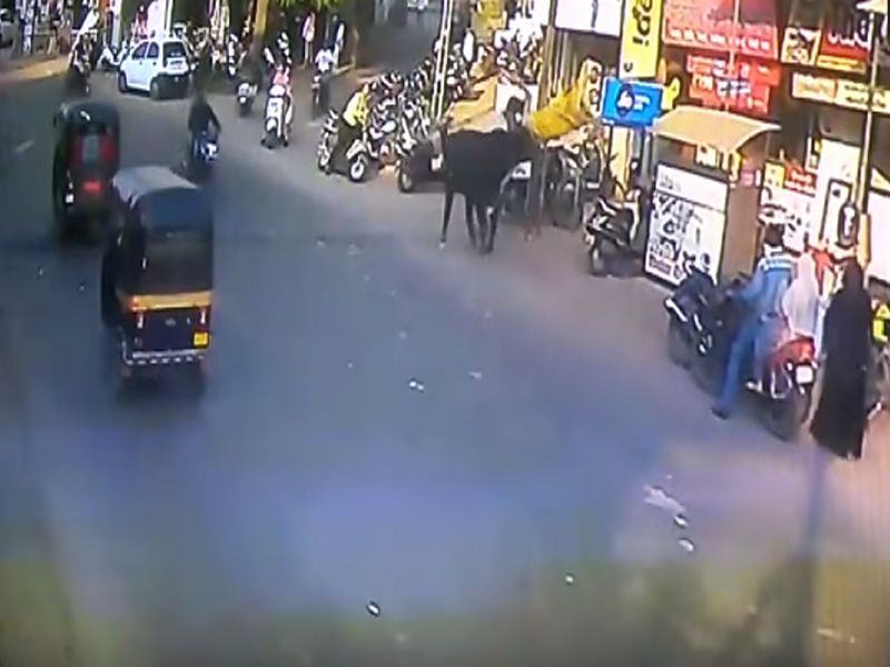 Angry Bull Attacks Woman On The Streets Of Gujarat Footage Of The Scary Incident Goes Viral | VIDEO: अन्... रस्त्यावरून चालणाऱ्या महिलेला बैलाने हवेत उडवले