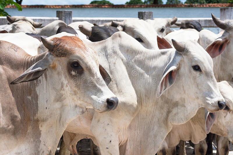  Lack of livestock sale in the fodder market | भराडीच्या बाजारात पशुधनाची बेभाव विक्री
