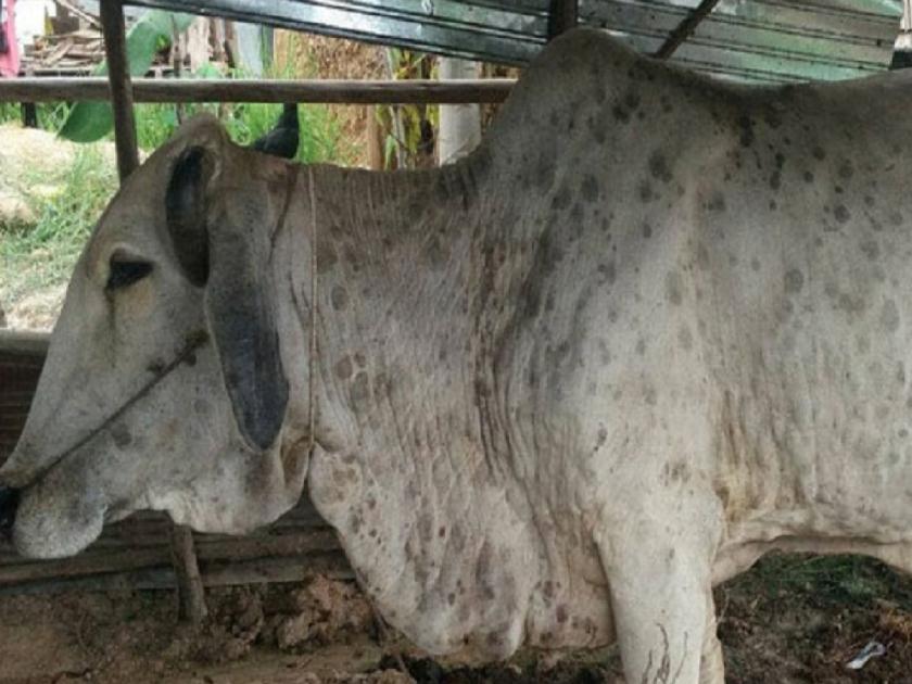 Prevalence of Lumpy; Cattle market and transport closed in Satara district | लम्पीचा प्रादूर्भाव; सातारा जिल्ह्यात जनावरांचा बाजार अन् वाहतूक बंद