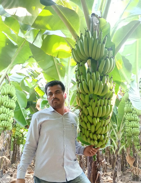 Sale of banana in almonds abroad; Subadone acre yields of eleven lakhs | शेटफळमधील केळीची परदेशात विक्री; सव्वादोन एकरात अकरा लाखांचे घेतले उत्पन्न